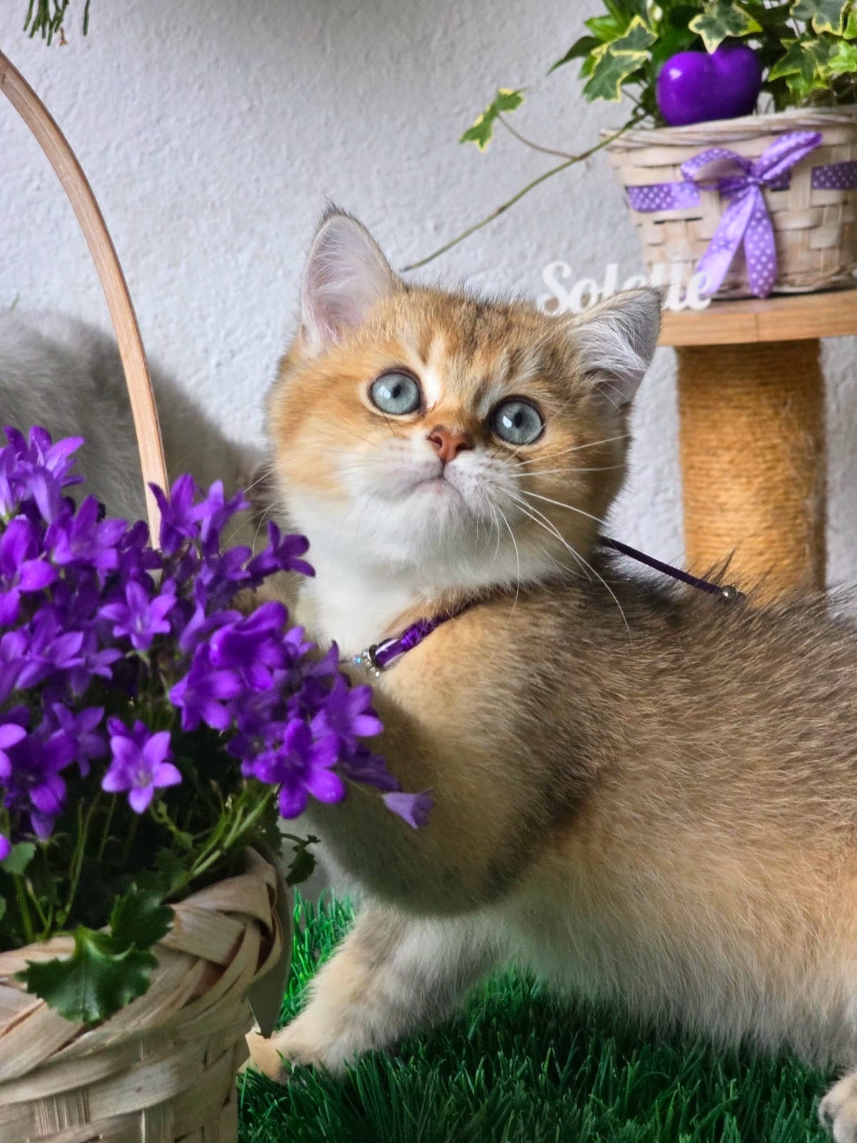 Solette — Golden British Shorthair Kitten